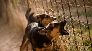 Acceptable grounds for refusing a pet application