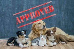 Getting your Pet Approved by the Body Corporate